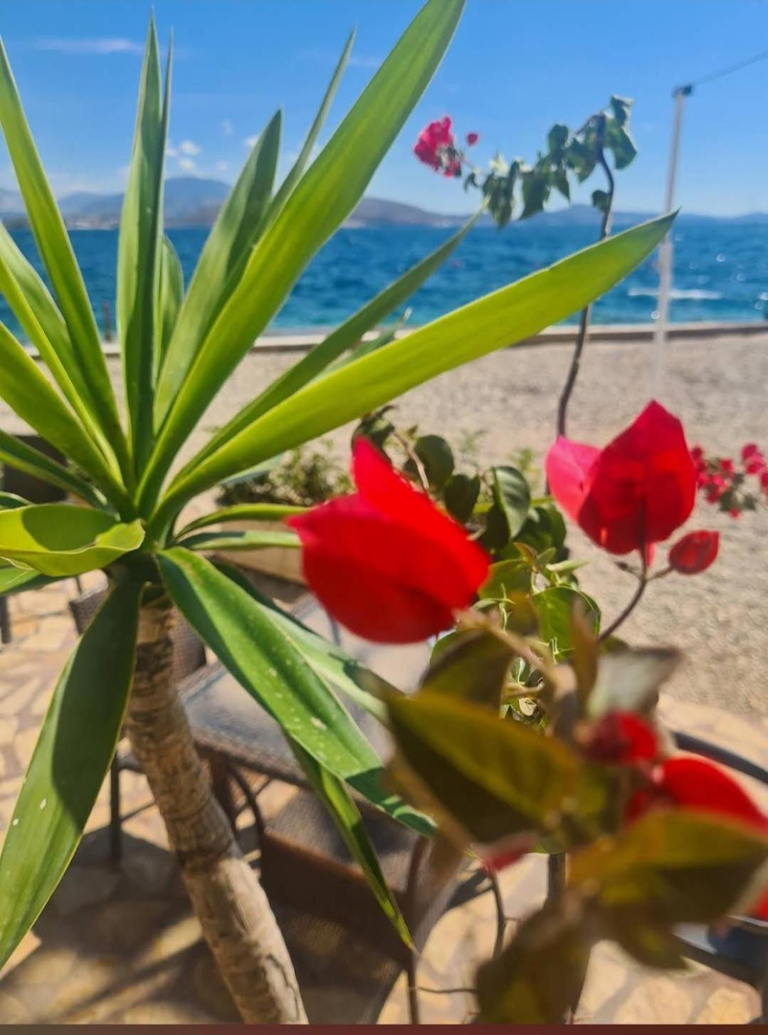 Bioena Sarandë
